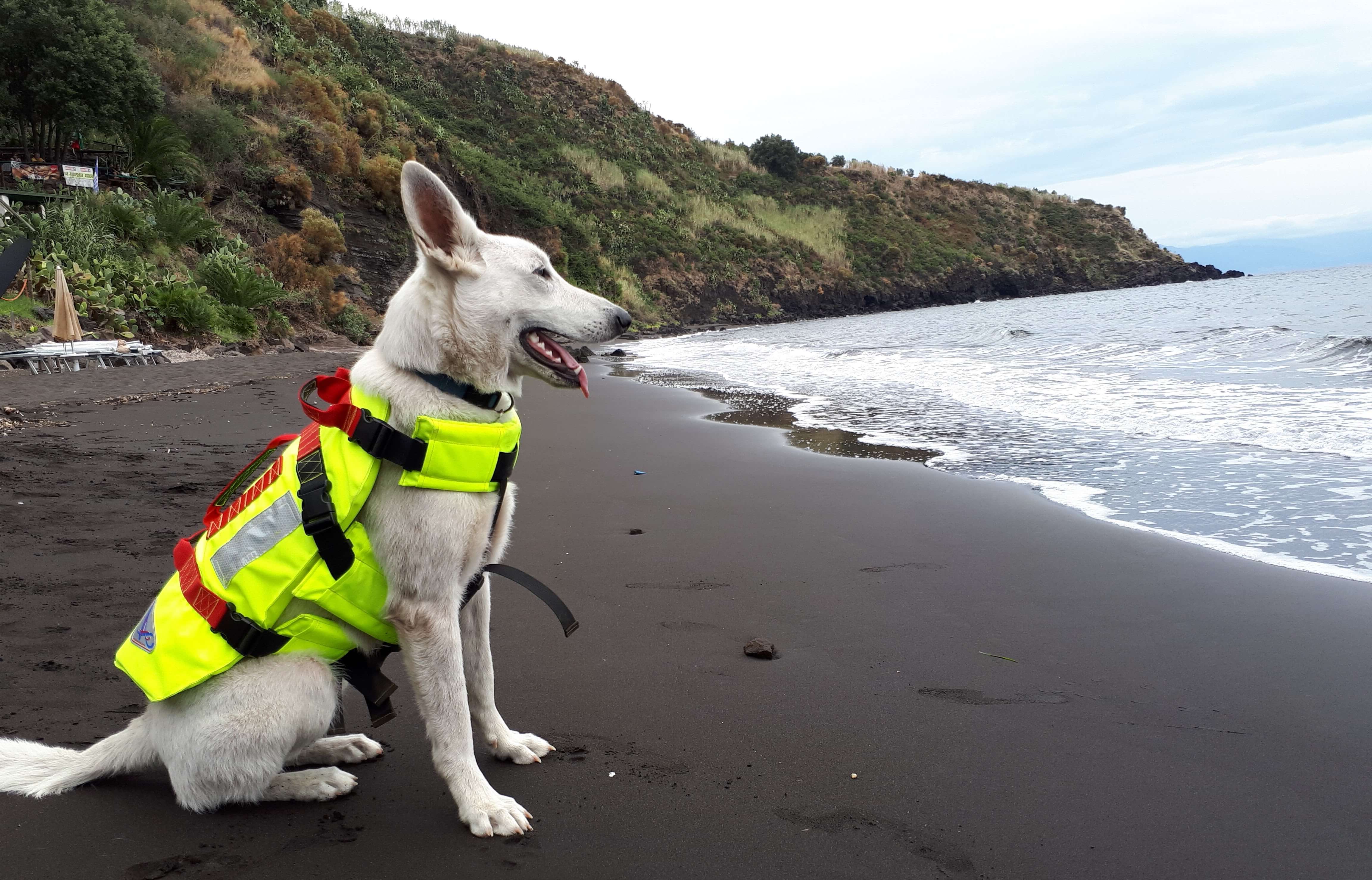 harnais gilet de sauvetage chien